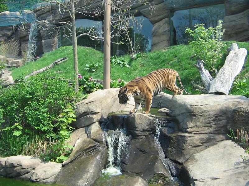 Foto: Tygr-tygr v ZOO Brno