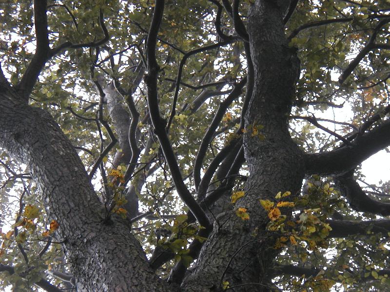 Foto: vzh�ru do nebe-stromovous