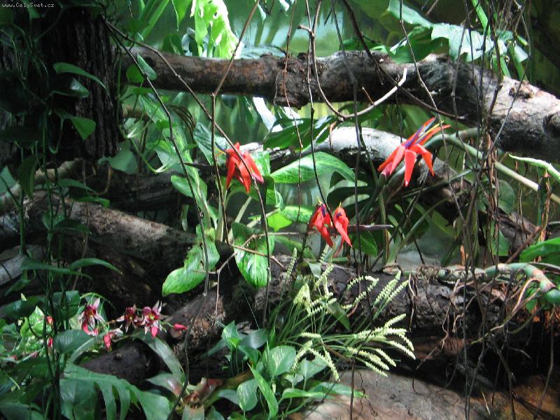 Foto: Tro�ku exotiky-V Brn� v ZOO