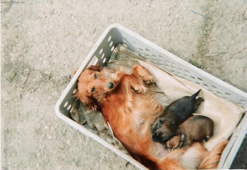 Foto: M�am, m�am! Mlask, mlask!-takhle prob�h� krmen� mal�ch jezev��k�