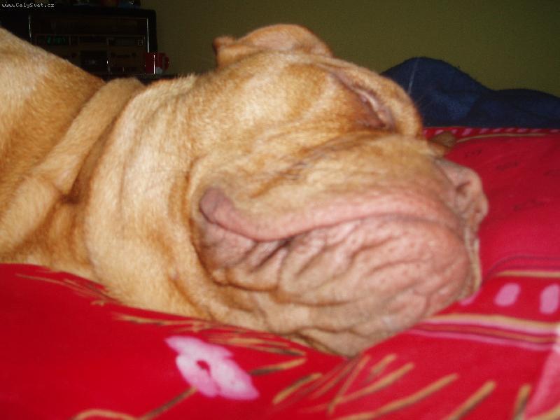 Foto: Samira Bordeauxsk� doga-Takhle mi je nejl�p