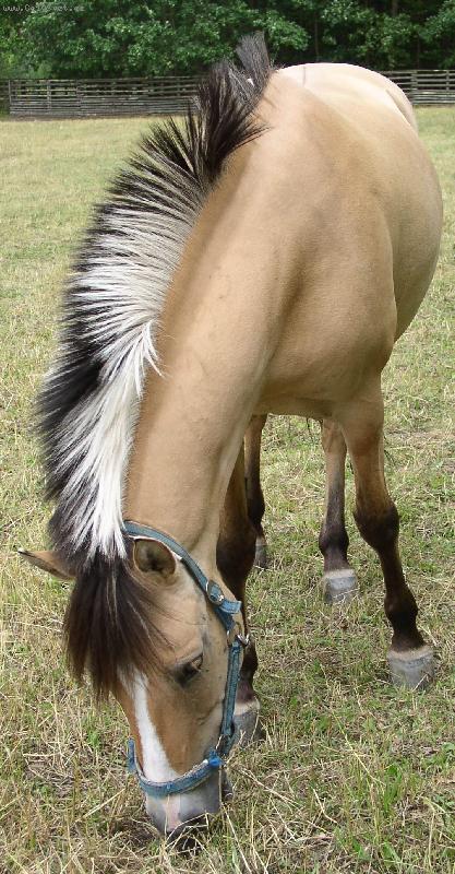 Foto: norsk� fjordsk� k��