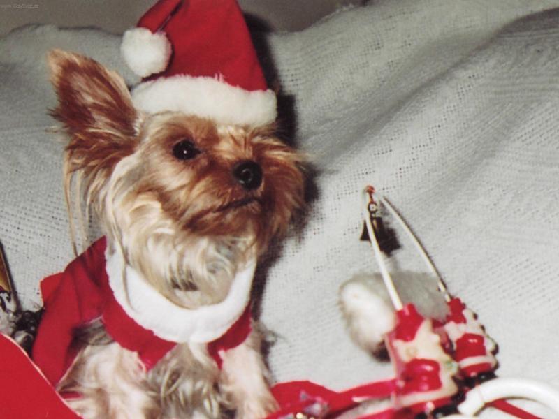 Foto: Laky-Vzpom�nka na v�noce