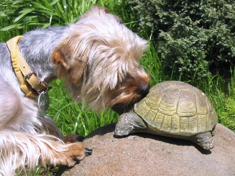 Foto: Jerry  na  lovu-Prost�  lovec - /�elva  je   atrapa  na  skalce/