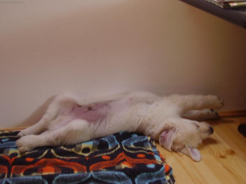 Foto: Obl�ben� poloha na span�...-Takhle spink� n� Max�k :)