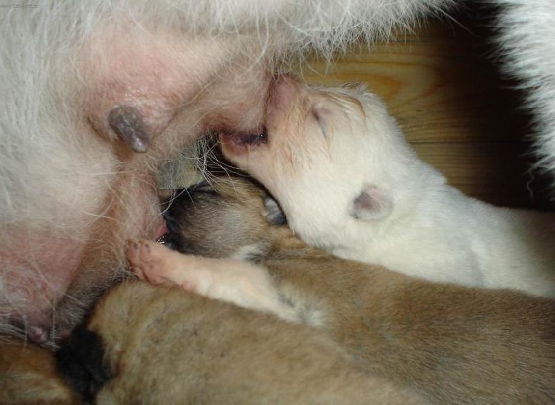 Foto: Krmen� drav� zv��e-�t�n� akity