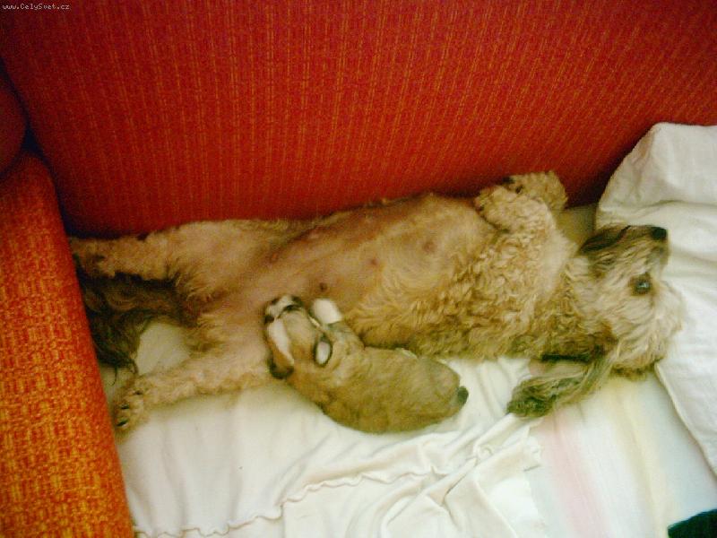 Foto: �t�n�tko s maminkou-Ad�la a Am�lka