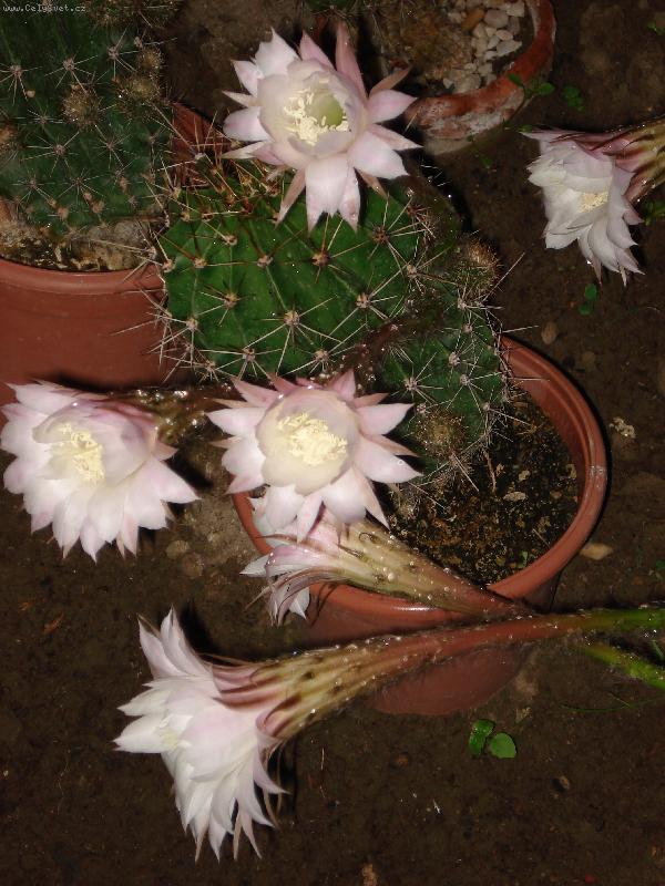 Foto: kv�ty-rozkvetl� n�dhera