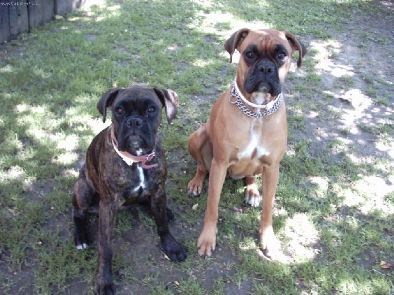 Foto: Ajla a D�na-P�ni�ko d�lej fo�,my takhle v��n� sed�t nebudem.