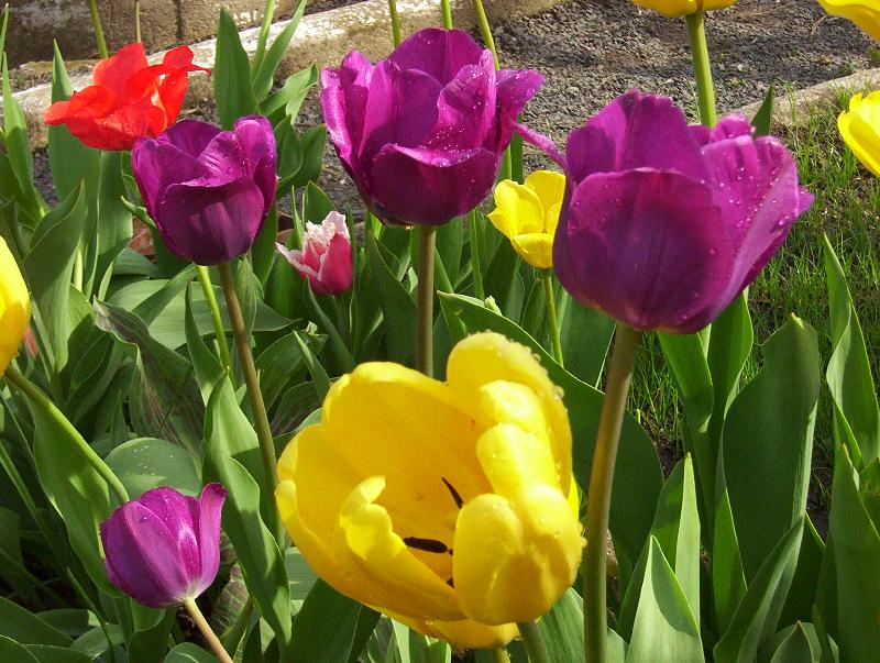 Foto: Z�hon tulip�n�-Balz�m pro oko i du�i...