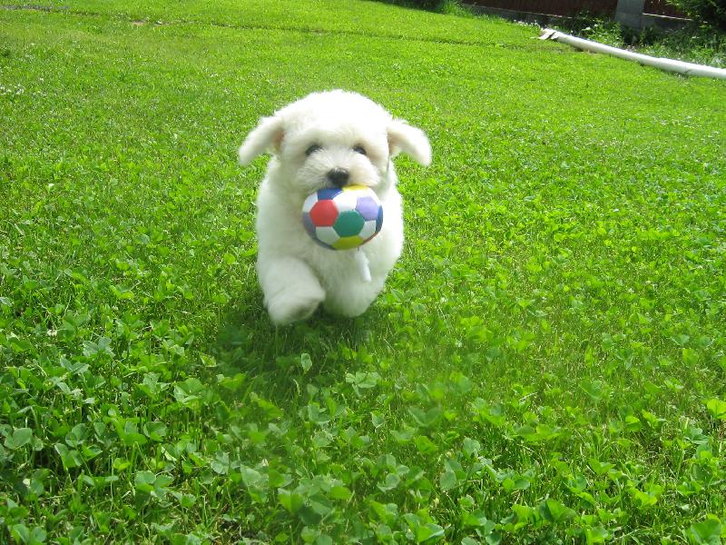 Foto: "P�ines!"-Shereen-na�e mal� �ikulka