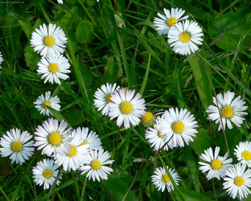 Foto: Oby�ejn� kr�sn� wallpaper