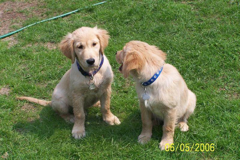 Foto: zlat� br�kov�-�t��ata retr�vr� na dvorku