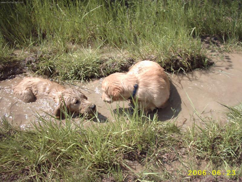 Foto: v kalu�i je skv�le-Ben a Falco na vych�zce v parn�m vedru