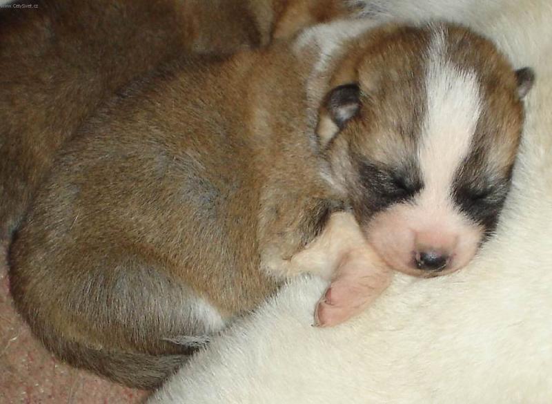 Foto: Sp�c� kr�ska-�t�n� akity v 10.dnech