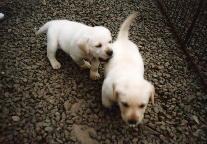 Foto: Jen po�kej j� t� kousnu do zadku