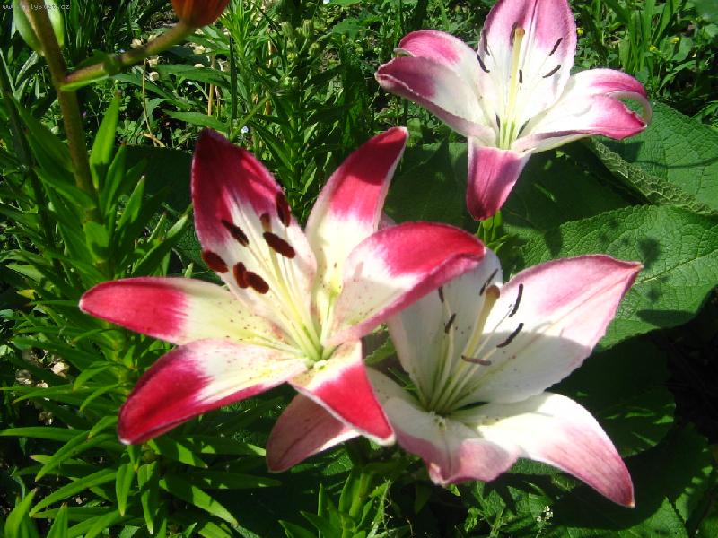 Foto: Slun��ko n�m prosp�v�