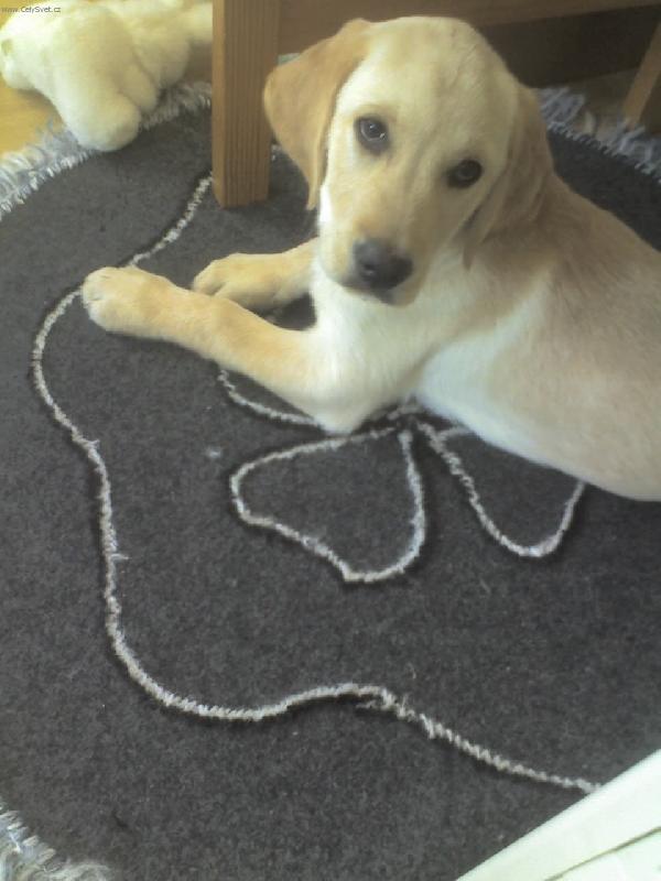 Foto: mam novej koberecek...