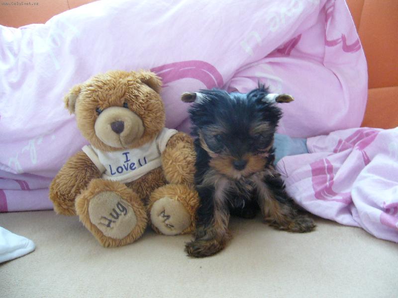Foto: Nejsme ale krasna dvojka ?!-Muj 3 mesicni pejsek Alficek v perinach s mym oblibenym plysackem