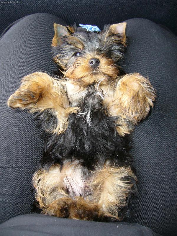 Foto: Takhle vypadam po nacancani-Muj 3 mesicni pejsek Alficek