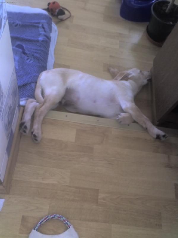 Foto: lezim jim v ceste...hahaha