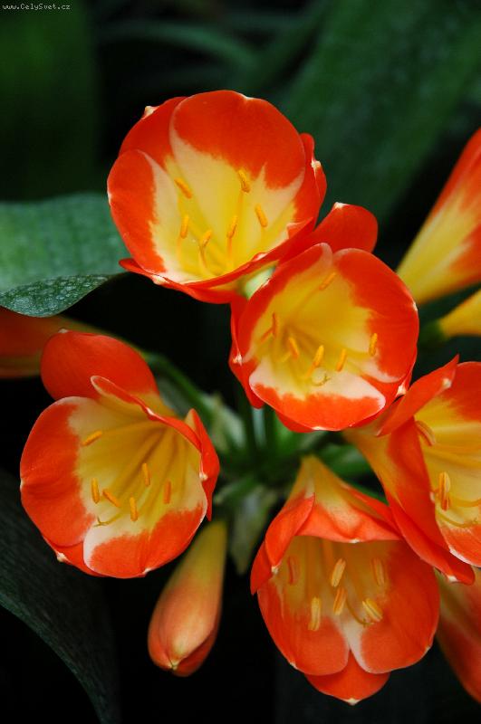 Foto: Kv�tiny z L�n