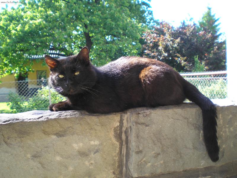 Foto: �ert�k-Kamenn� elegance