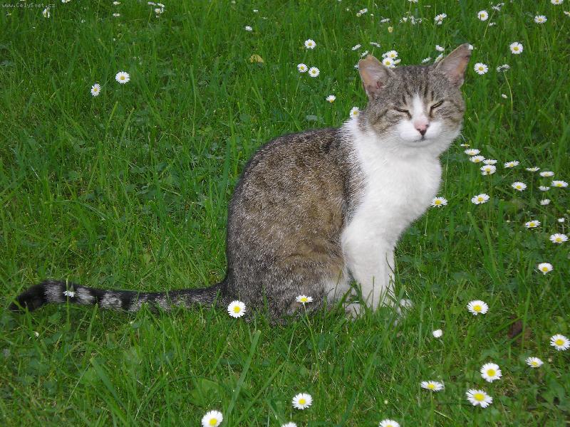 Foto: Honz�k-M�our� do slun��ka nebo do fo��ku?