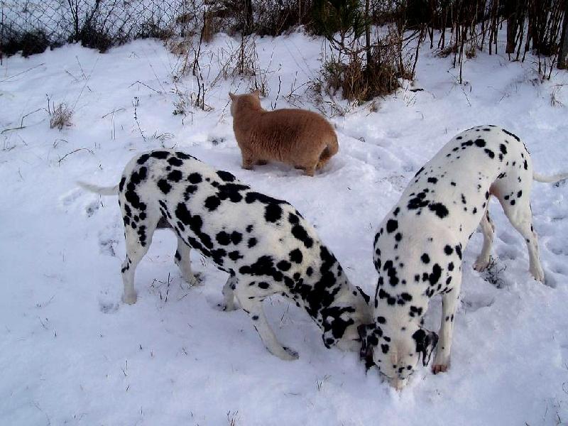 Foto: �ich�n� ve sn�hu-�ich�n� my�� d�ry pod sn�hovou p�ikr�vkou