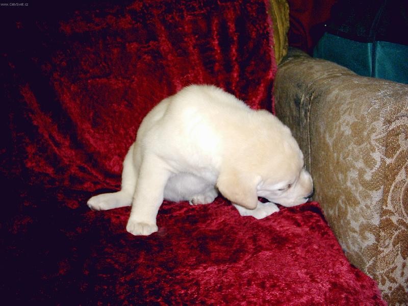 Foto: �uch�m,�uch�m �lov��inu...