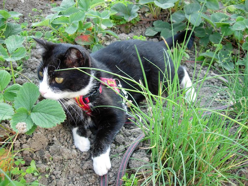 Foto: Mike� mezi jahodami-Mike�ek odpo��v� na vyh��t�m z�honu