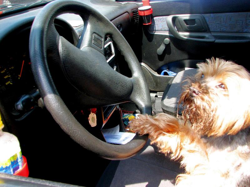 Foto: TAK ZA KOLIK TO M�ME BOD�, PANE STR��N�K ?