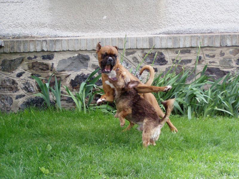 Foto: A te� budeme zl� psi oba, jo?