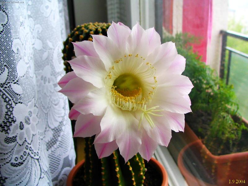 Foto: kv�t kaktusu