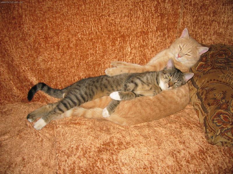 Foto: NA� NEJMILEJ�� ZRZEK BONIF�C S P��TELKYN� - pohodi�ka...-oba u� spolu b�haj� mimo tento sv�t