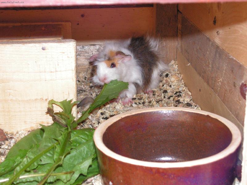 Foto: Moje Roz�rka