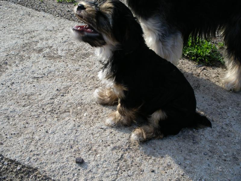 Foto: Benny-Ha Ha Ha-tak to byl p�knej vtip tati....(otec za Bennem)