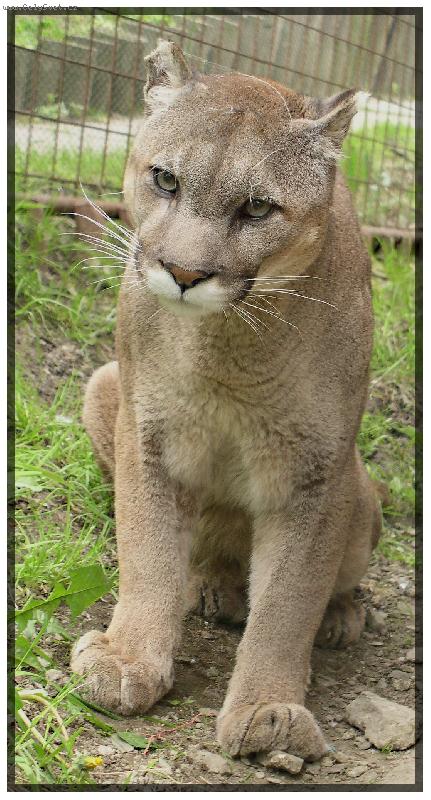 Foto: kocourek Andy-N� dom�c� mazl��ek