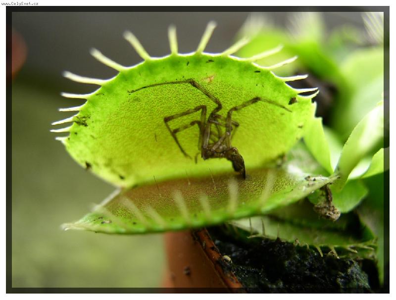 Foto: Maso�ravka s pavou�kem