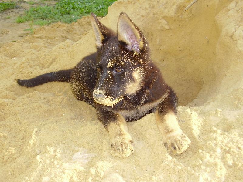 Foto: Jako na pl�i;o)-NA�e fenka odmala miluje p�sek