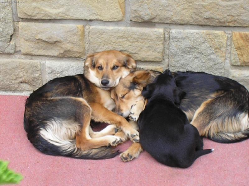 Foto: S�gry-D�l� se n�m bouda tak to zasp�v�me