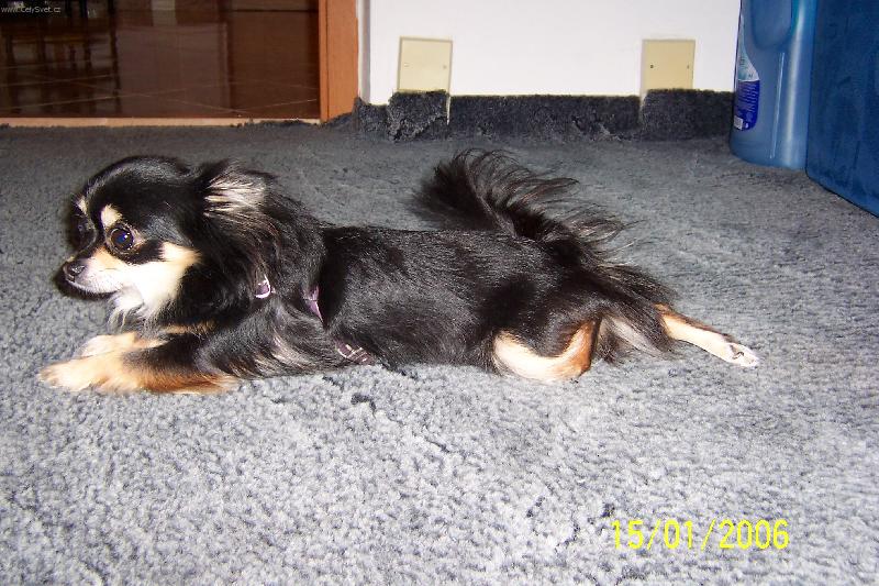 Foto: U n�s doma-Obl�ben� t�locvik D�enky-pravideln� plazen�