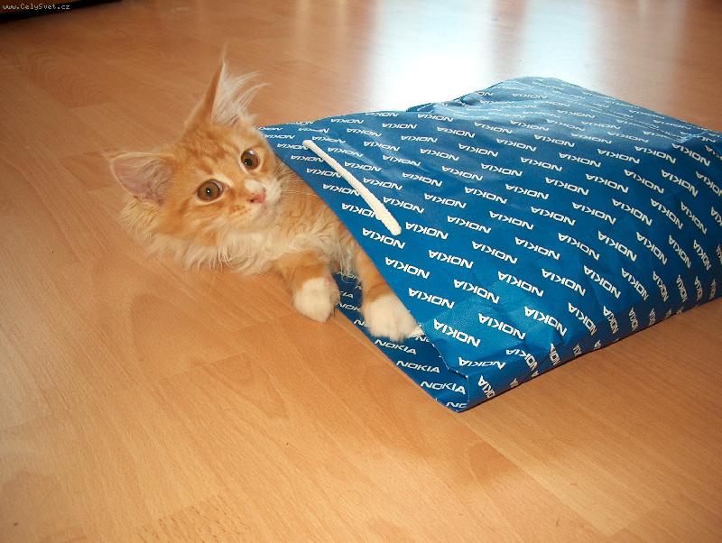 Foto: D�re�ek-Kocourek Fanda