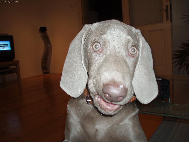 Foto: Garp-To je vtip,ha ha ha!