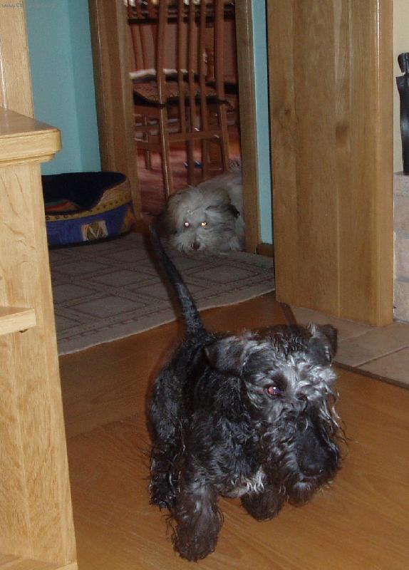 Foto: Po��dn� honi�ka-Stejn� ti ute�u,ty b�l� koule.