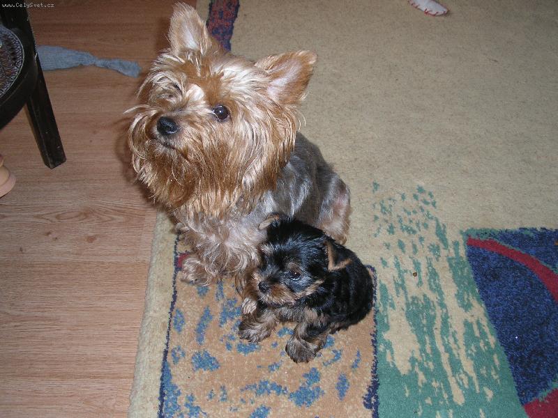 Foto: Peggynka a �t���tko-kuk holky ... :-)