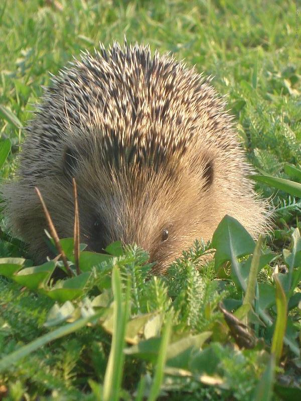 Foto: Stydliv� je�ek-Je�ek