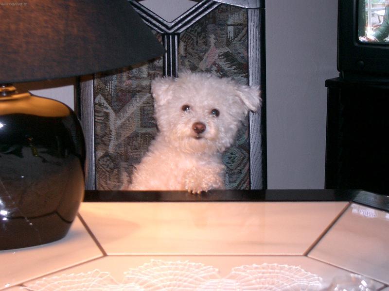 Foto: Co je dnes k ve�e�i?-Dala bych si n�jakou m�amku.