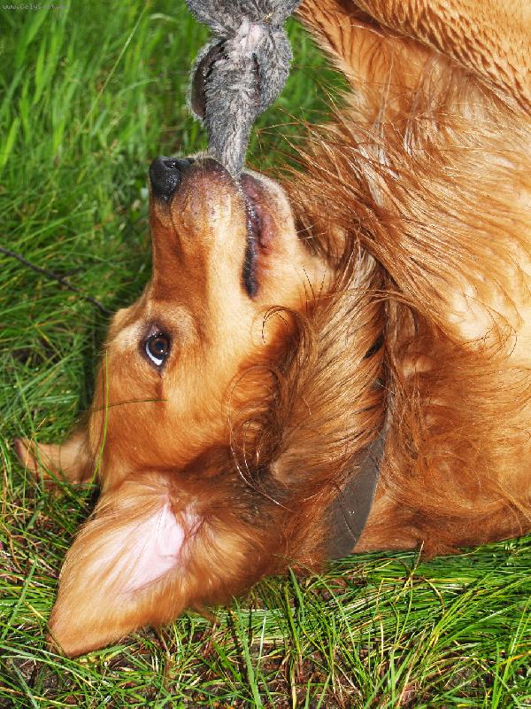 Foto: Fido-Fido p�i hran� se sv�m u��kem