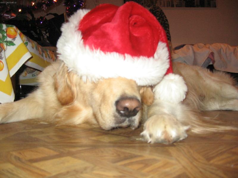 Foto: �E BY V�NOCE-U� SE NA TO NEMَU D�VAT